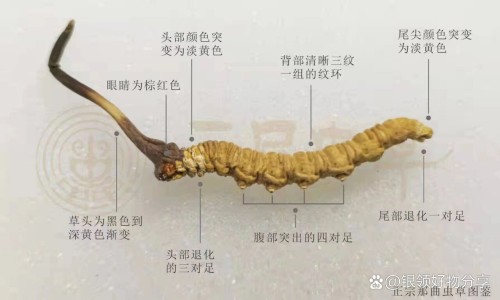 十七味填精胶囊配方与功效-十七味填精胶囊好不好网 | 十七味填精胶囊饭前吃还是饭后吃,十七味填精胶囊有什么药代替吗